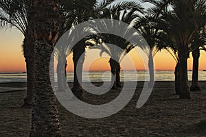 Sunset in an oasis of palm trees on the beach in southern Spain