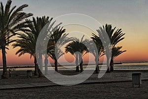 Sunset in an oasis of palm trees on the beach in southern Spain