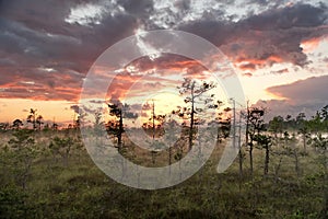 Sunset observingn over swamp in Latvia