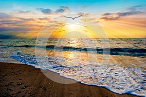 Sunset Ocean Bird Flying Inspiration Uplifting Beautiful Divine Soaring Silhouette Beach Sunrise