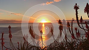 Sunset in the ocean with blooming aloe in the foreground. The orange sun sets in the Atlantic Ocean, the wind sways aloe flowers