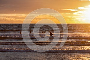 Sunset on the ocean and serfer