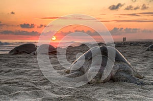 Sunset ocean turtle