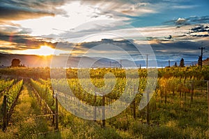 Sunset at Okanagan Lake near Penticton with a vineyard in the foreground, British Columbia, Canada photo