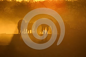 Sunset at Okaukeujo, Namibia 4