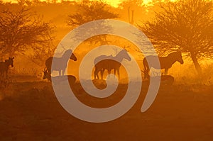 Sunset at the Okaukeujo waterhole