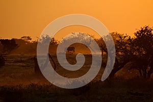 Sunset at Okaukeujo waterhole, Namibia