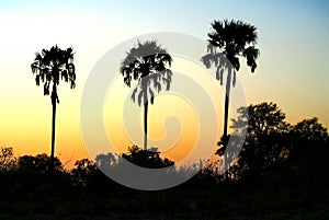 Sunset in the Okavango Delta