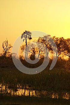 Sunset in the Okavango Delta