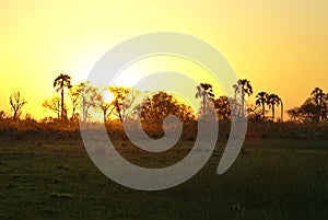 Sunset in the Okavango Delta