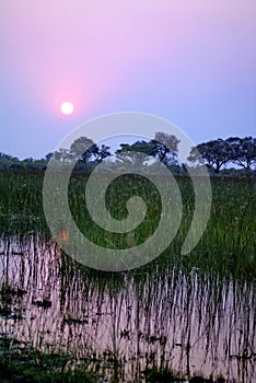 Sunset in the Okavango Delta