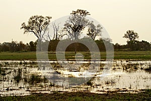 Sunset in the Okavango Delta