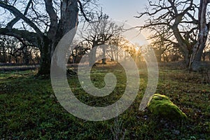 Sunset by old majestic oak trees