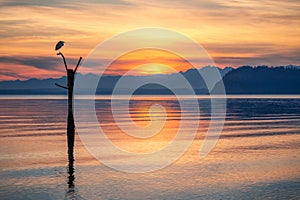 Sunset on Olympic Mountains Seen from Whidbey Island with Great Blue Heron