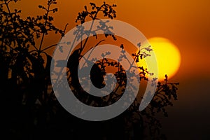 Sunset orange accompanied by the silhouette of plants in the city of Madrid and some clouds in the sky, in Spain. Europe