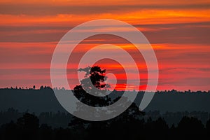 Sunset with orange and red clouds behind pine trees.