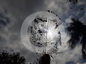 Sunset out come over the leaf