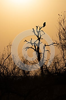 Sunset over the African Bushveld with giraffe silhouette