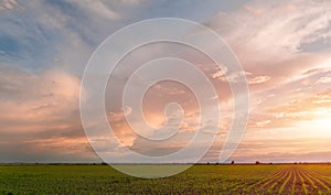 Sunset over agricultural green field