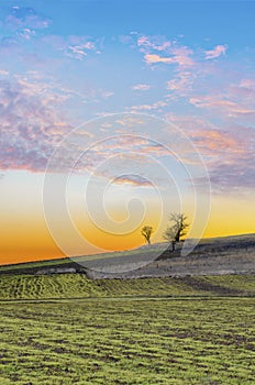 Sunset over agricultural green field