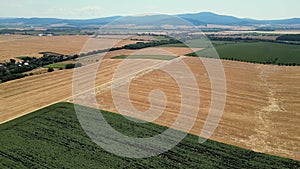 Sunset over agricultural onion crop field at industrial farm wheat field