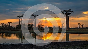 Sunset over Alley of the baobabs, Madagascar