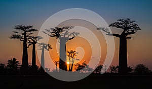 Sunset over Alley of the baobabs, Madagascar