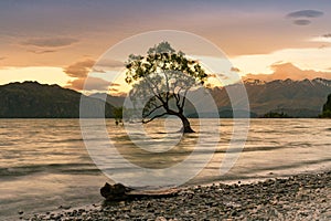 Sunset over alone tree in Wanaka water lake