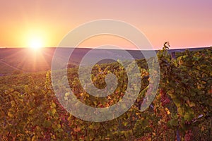 Sunset over an autumn vineyard hill, agricultural sunny background of vineyard for winemaking