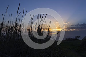 Sunset over bamboo shoots