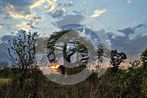 Sunset over Baobab, Zambia