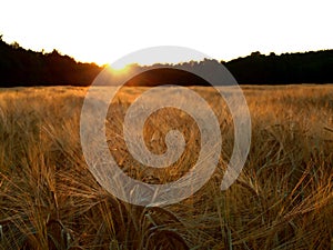 Sunset over barley field