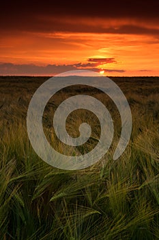 Sunset over barley field