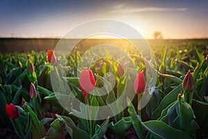 Sunset over the blooming tulip field in northern Poland
