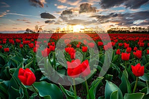 Sunset over the blooming tulip field in Poland