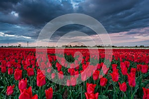 Sunset over the blooming tulip field in Poland