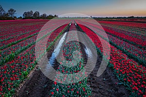 Sunset over the blooming tulip field in Poland