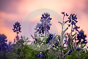 Sunset over bluebonnets in Texas with warm glow