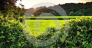 Sunset over bushes and a farm field in Southern York County, PA