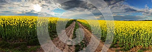 Sunset over canola field with path in Slovakia - panorama