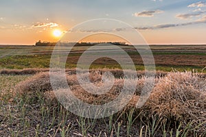 Sunset over a canola field swath at harvest photo