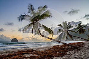 Sunset over Caribbean Martinique beach coconut Le Diamant