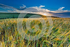 Sunset over cereal field with grown up ears