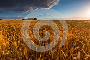 Sunset over cereal field with grown up ears