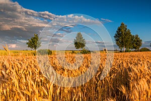 Sunset over cereal field with grown up ears