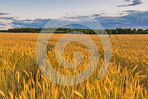 Sunset over cereal field with grown up ears