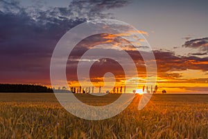 Sunset over cereal field with grown up ears