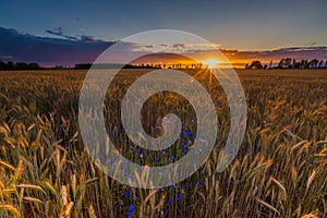 Sunset over cereal field with grown up ears