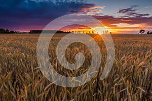 Sunset over cereal field with grown up ears