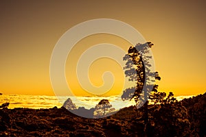 Sunset over clouds with Canary pine, Tenerife